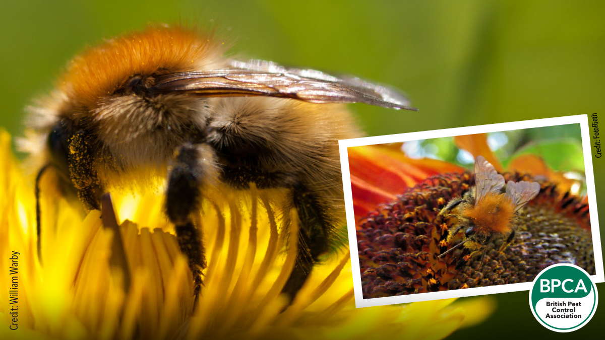 Common carder bee Bombus pascuorum identification in the UK Common carder bee Bombus pascuorum identification in the UK